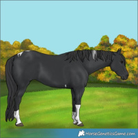 Horse Color:Black Tobiano