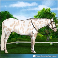 Horse Color:Chocolate Palomino Pearl Near Leopard 