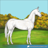 Horse Color:Cremello Leopard 