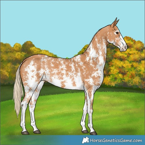 Horse Color:Chestnut Sabino 