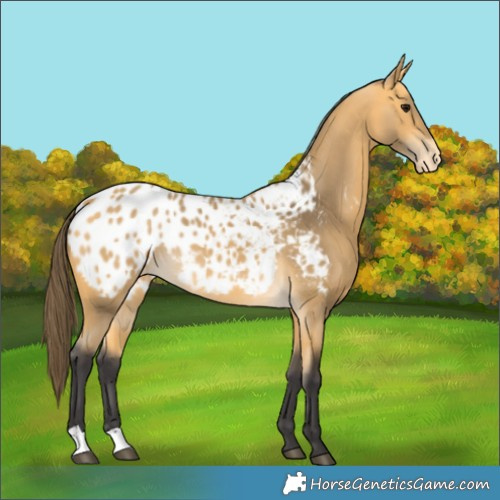 Horse Color:Buckskin Appaloosa 