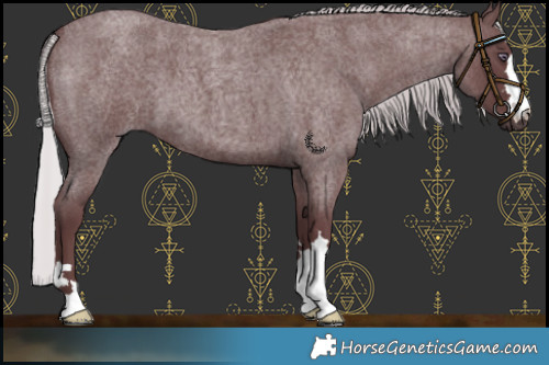 Horse Color:Chocolate Silver Smoky Blue Chinchilla Roan