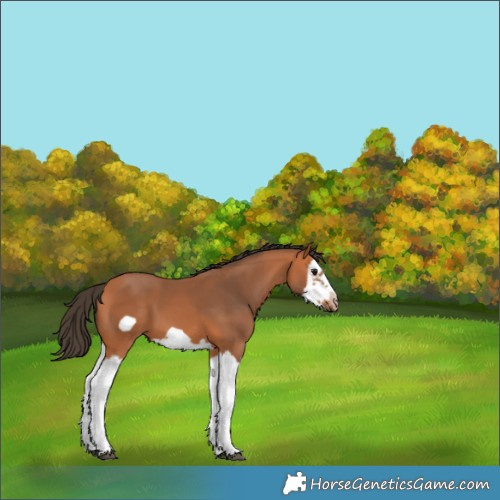 Horse Color:Bay Splash Frame 