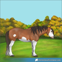 Horse Color:Bay Splash Frame