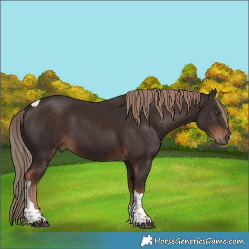 Horse Color:Unknown 