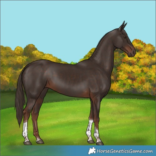 Horse Color:Liver Chestnut Tobiano