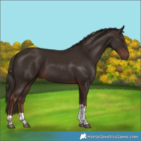Horse Color:Liver Chestnut Tobiano