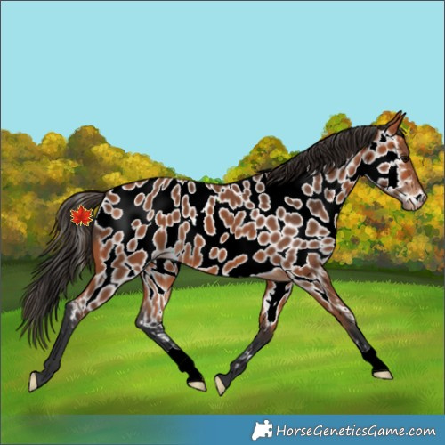 Horse Color:Bay Appaloosa 