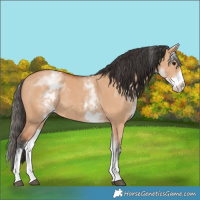 Horse Color:White Spotted Bay Dun Rabicano  and White Spotted Bay Dun Rabicano 
