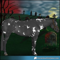 Horse Color:White Spotted Black Rabicano