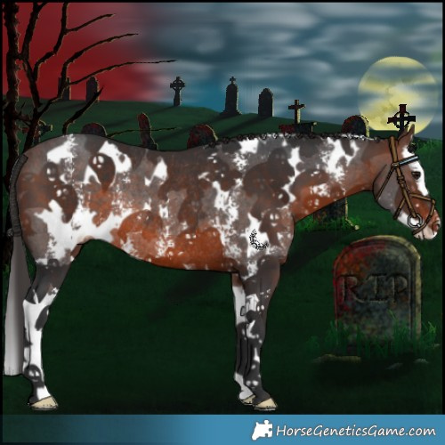 Horse Color:White Spotted Brown Sabino Splash Varnish Rabicano
