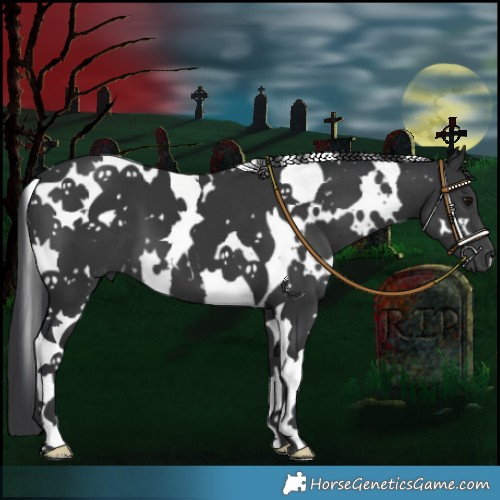 Horse Color:White Spotted Black Tobiano