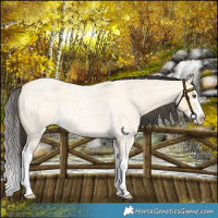 Horse Color:Buckskin Roan Dun Splash 