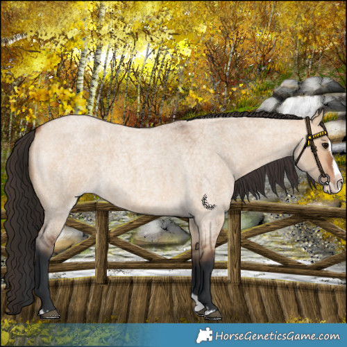 Horse Color:Bay Roan Dun Splash