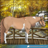 Horse Color:Red Dun Tobiano 