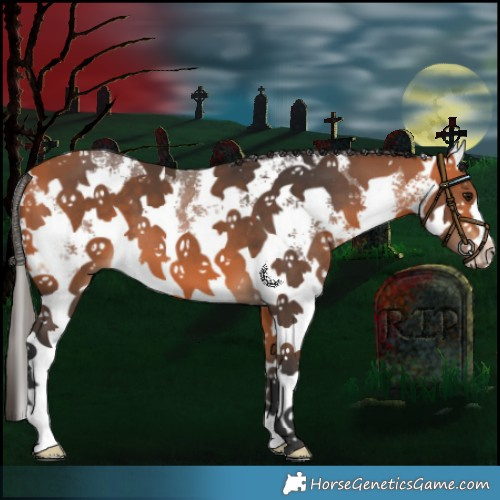 Horse Color:Bay Sabino Splash 