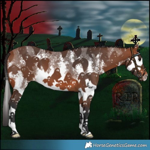 Horse Color:Bay Sabino Splash 