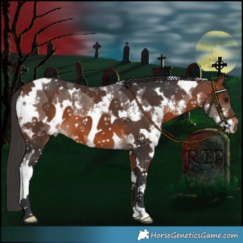 Horse Color:White Spotted Brown Sabino 