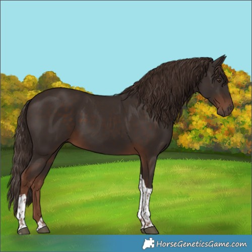 Horse Color:Liver Chestnut Tobiano 