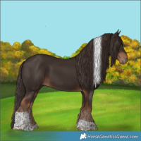 Horse Color:Liver Chestnut Tobiano