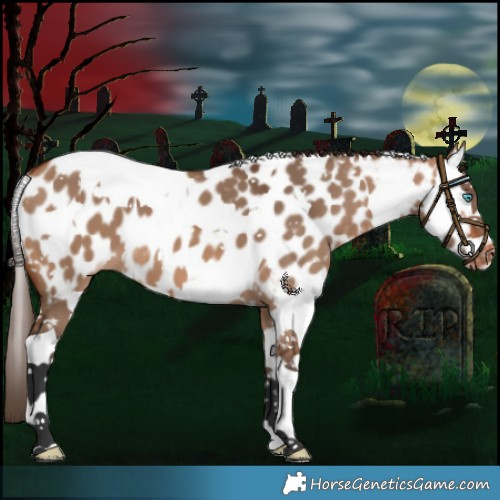 Horse Color:Bay Dun Splash Tobiano Appaloosa