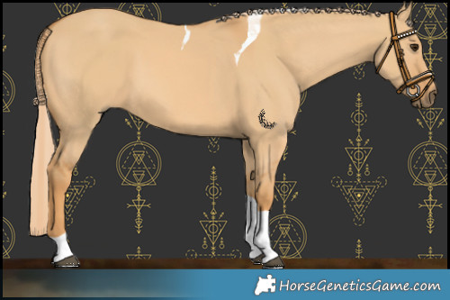 Horse Color:Red Dun Tobiano 