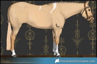 Horse Color:Red Dun Tobiano 