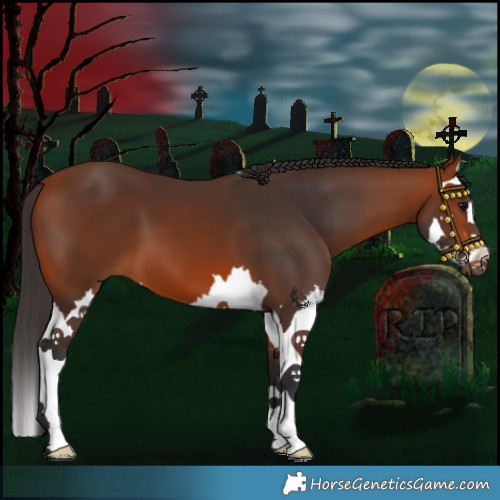 Horse Color:Bay Splash 