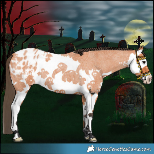 Horse Color:Bay Roan Splash Appaloosa 