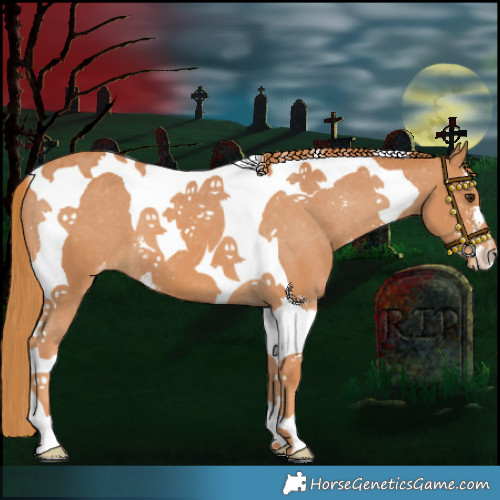 Horse Color:Chestnut Sabino Tobiano Appaloosa 