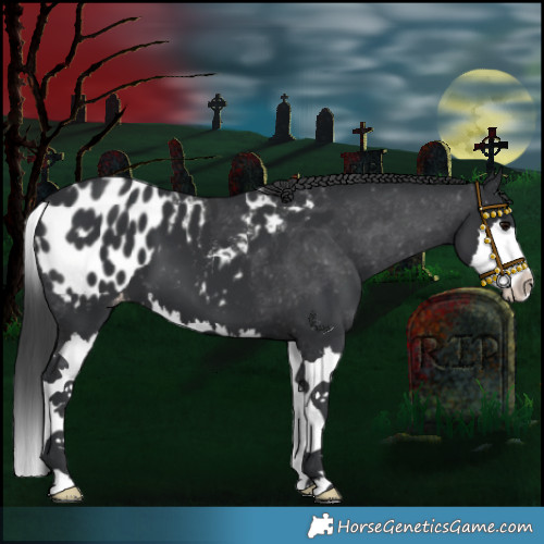 Horse Color:Black Splash Appaloosa 