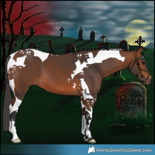 Horse Color:Bay Tobiano 