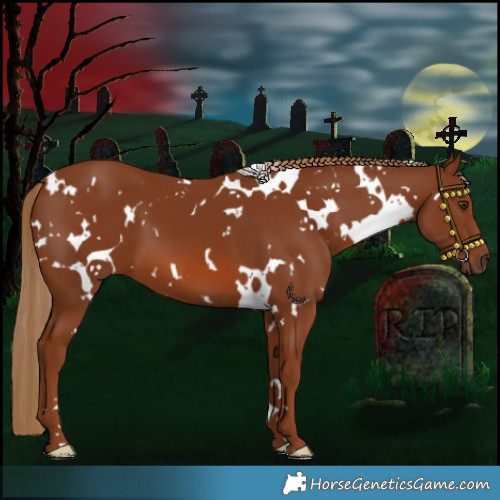 Horse Color:White Spotted Chestnut 