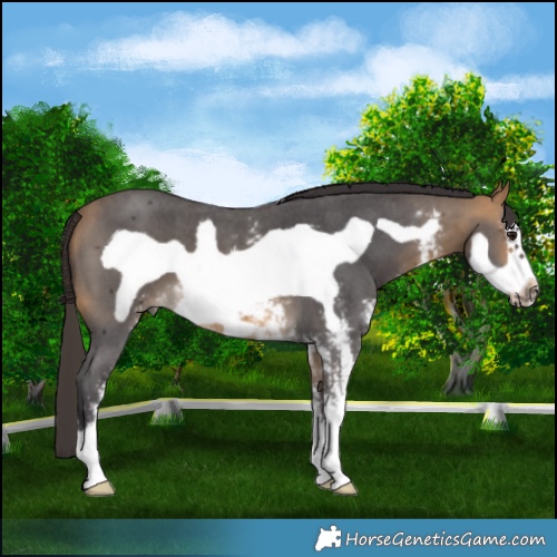 Horse Color:Buckskin Sabino Frame