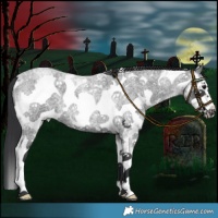 Horse Color:Blue Roan Sabino Frame