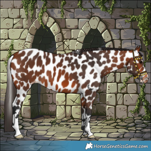 Horse Color:Bay Appaloosa 