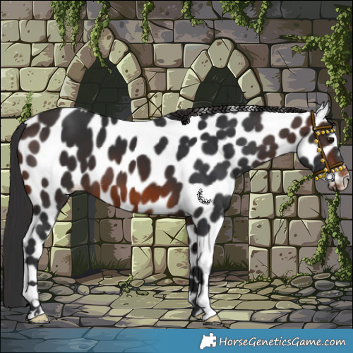 Horse Color:Brown Appaloosa 