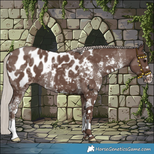 Horse Color:Silver Black Sabino Appaloosa 