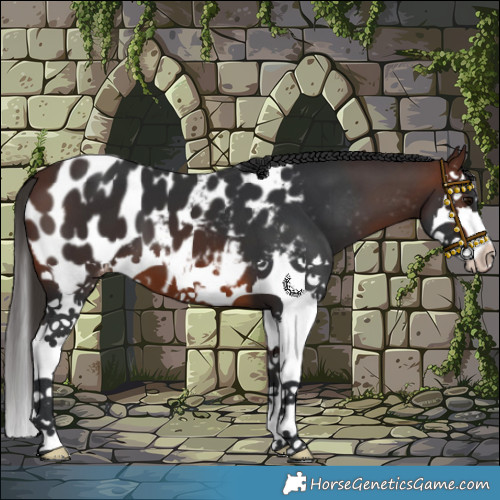 Horse Color:Brown Splash Appaloosa 