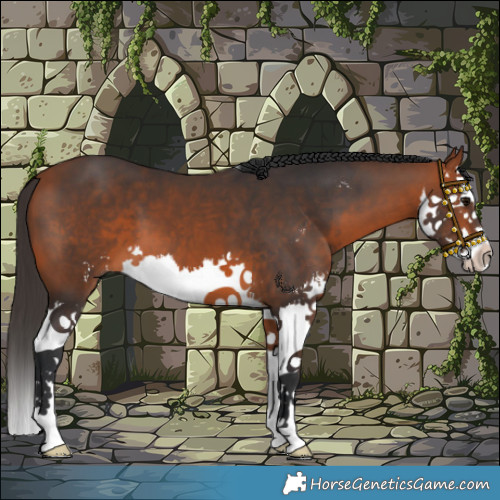 Horse Color:Bay Sabino Splash 