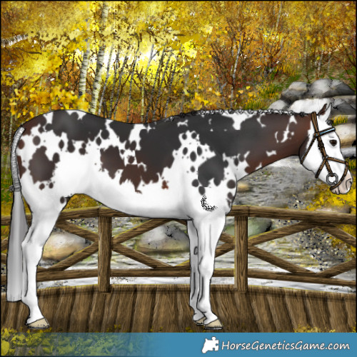 Horse Color:White Spotted Brown Splash 