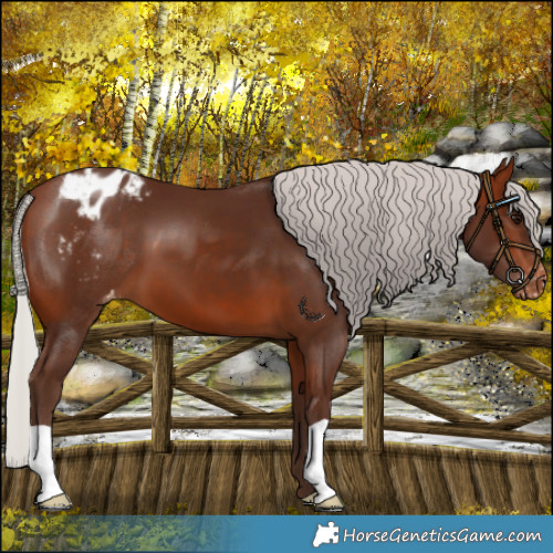 Horse Color:Silver Bay Appaloosa 