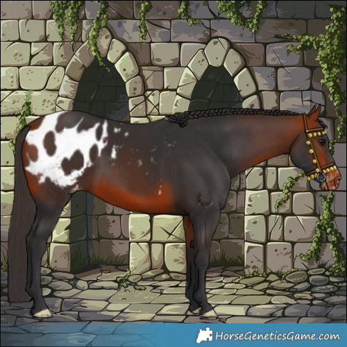 Horse Color:Bay Appaloosa 