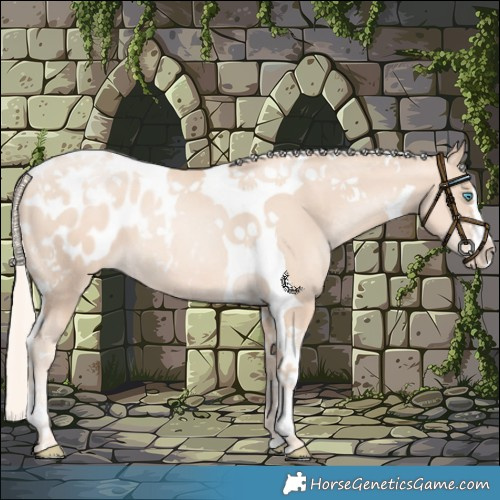 Horse Color:Gold Cream Champagne Pearl Tobiano Appaloosa