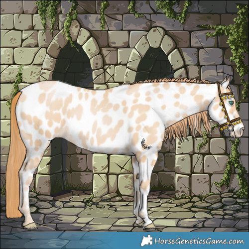 Horse Color:Smoky Black Pearl Appaloosa 