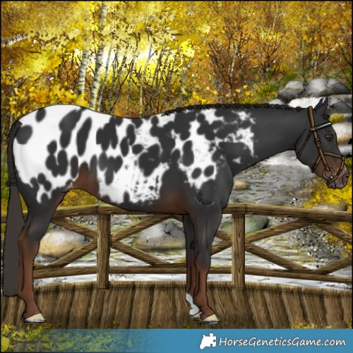 Horse Color:Gray Liver Chestnut Blanket 