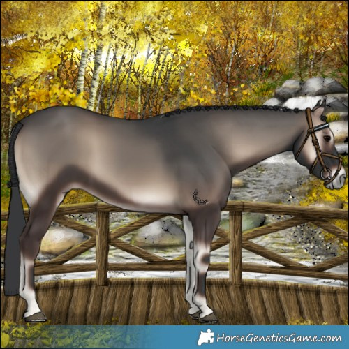 Horse Color:Blue Onyx 