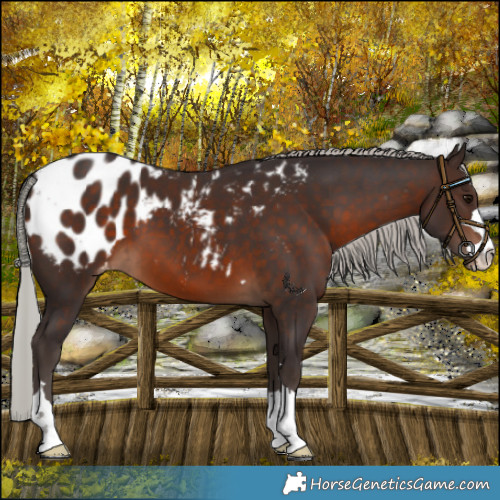 Horse Color:Silver Brown Blanket 