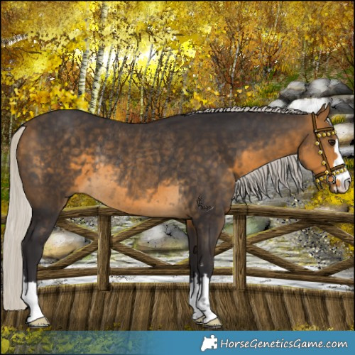 Horse Color:Silver Buckskin Rabicano 