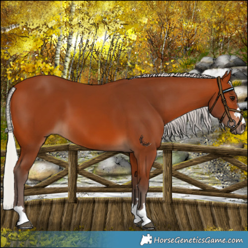 Horse Color:Silver Bay 